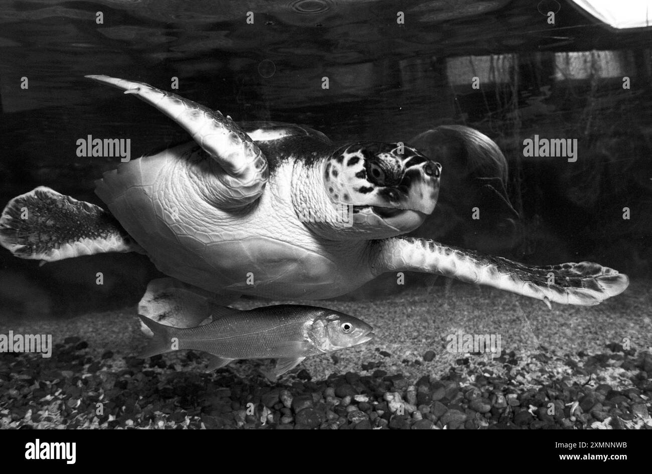 Il Brighton Sea Life Centre è venuto in aiuto di un gruppo internazionale di conservazione fornendo una casa temporanea per due rare tartarughe Loggerhead . Sono stati portati in Gran Bretagna dalla Grecia come uova per aiutare la ricerca di Care for the Wild e saranno abbastanza maturi per essere restituiti all'isola greca di Cefalonia la prossima estate . 22 luglio 1991 foto di Roger Bamber Foto Stock