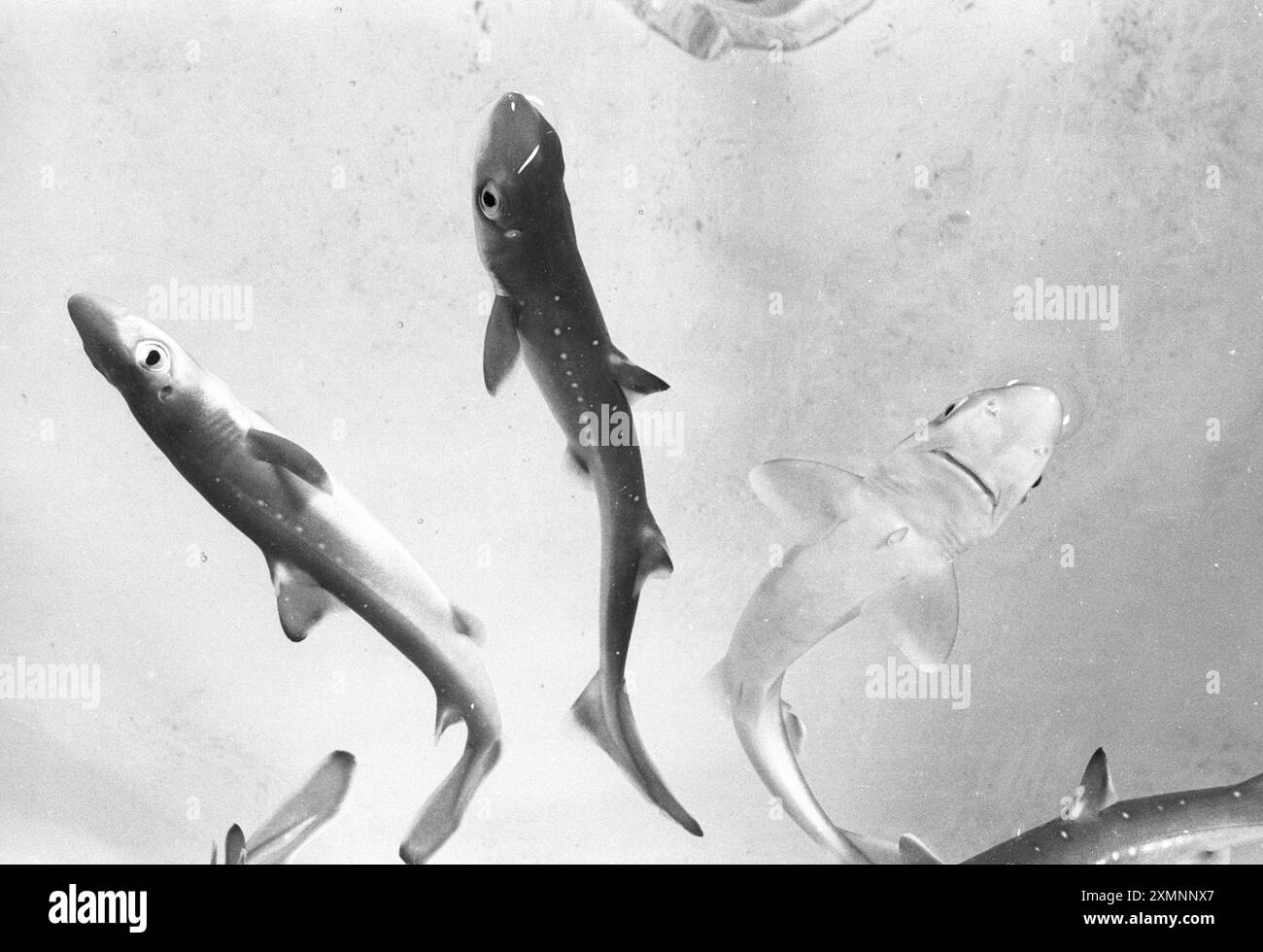 Alcuni dei 16 piccoli squali spurdog consegnati dallo skipper del peschereccio Paul Joy quando sentiva il movimento nella pancia di uno dei suoi pesci. Dopo essere atterrato a Hastings, ha dato gli squali piccoli al suo Sealife Centre locale per allevare e tornare in natura. Novembre 1991 foto di Roger Bamber Foto Stock