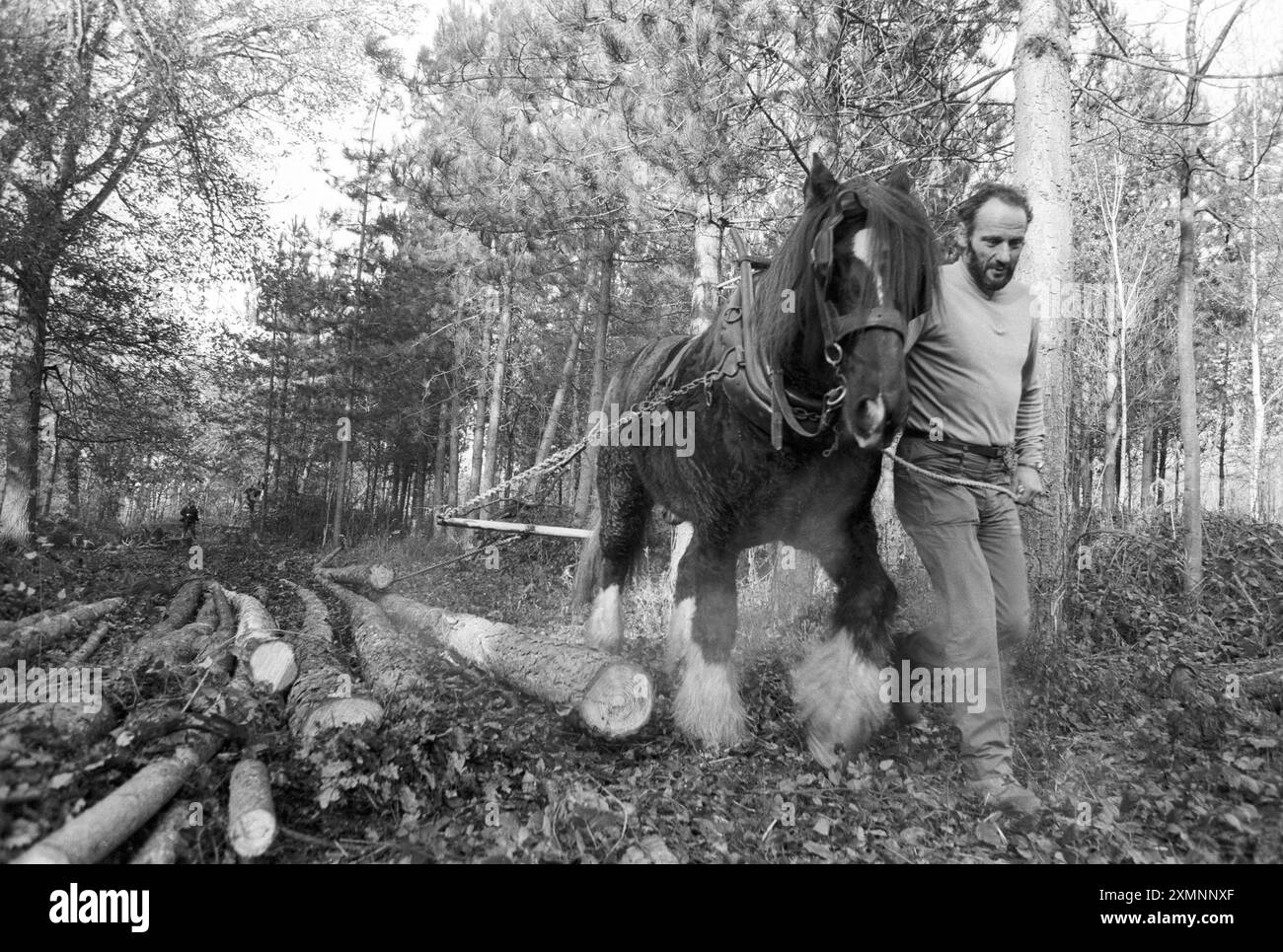 Il cavallo Alan Waters conduce William , a Shire Cobb , attraverso Plashetts Wood , vicino a Uckfield , Sussex trasportando grandi alberi deposti nelle recenti tempeste . È la prima volta in 50 anni che un cavallo ha preso il sopravvento sui macchinari in uno schema gestito dal museo Weald and Download e dalla gestione del bosco ESU. Si ritiene che i cavalli svolgeranno un ruolo significativo nell'agricoltura in futuro, in quanto non danneggiano piante rare e piantine vicine alla surfacte normalmente sbranata da trattori pesanti e veicoli agricoli 21 novembre 1991 Foto Stock