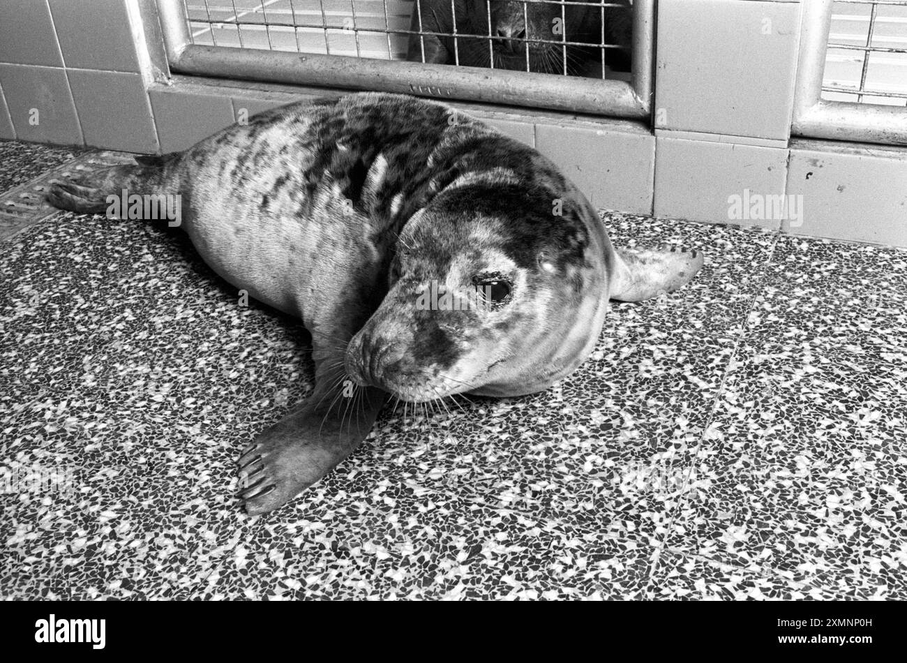 Una foca in un santuario di foche a Gweek, vicino a Helston in Cornovaglia, dove un sacco di foche erano state lavate sulle spiagge dopo grandi tempeste. 20 giugno 1989 foto di Roger Bamber Foto Stock