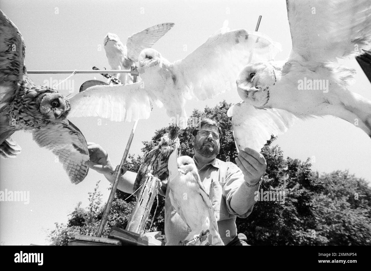Jeremy Adams del Booth Museum of Natural History con una mostra di gufi uccisi dal traffico. Un tassidermista del museo ha preparato gli uccelli per una mostra chiamata "Silent Flight" per mostrare l'effetto del traffico sulla fauna selvatica. 12 luglio 1994 foto di Broger Bamber Foto Stock