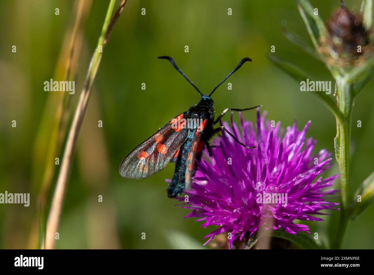Falena Burnet a sei punti, Zygaena filipendulae. Sussex, Regno Unito Foto Stock