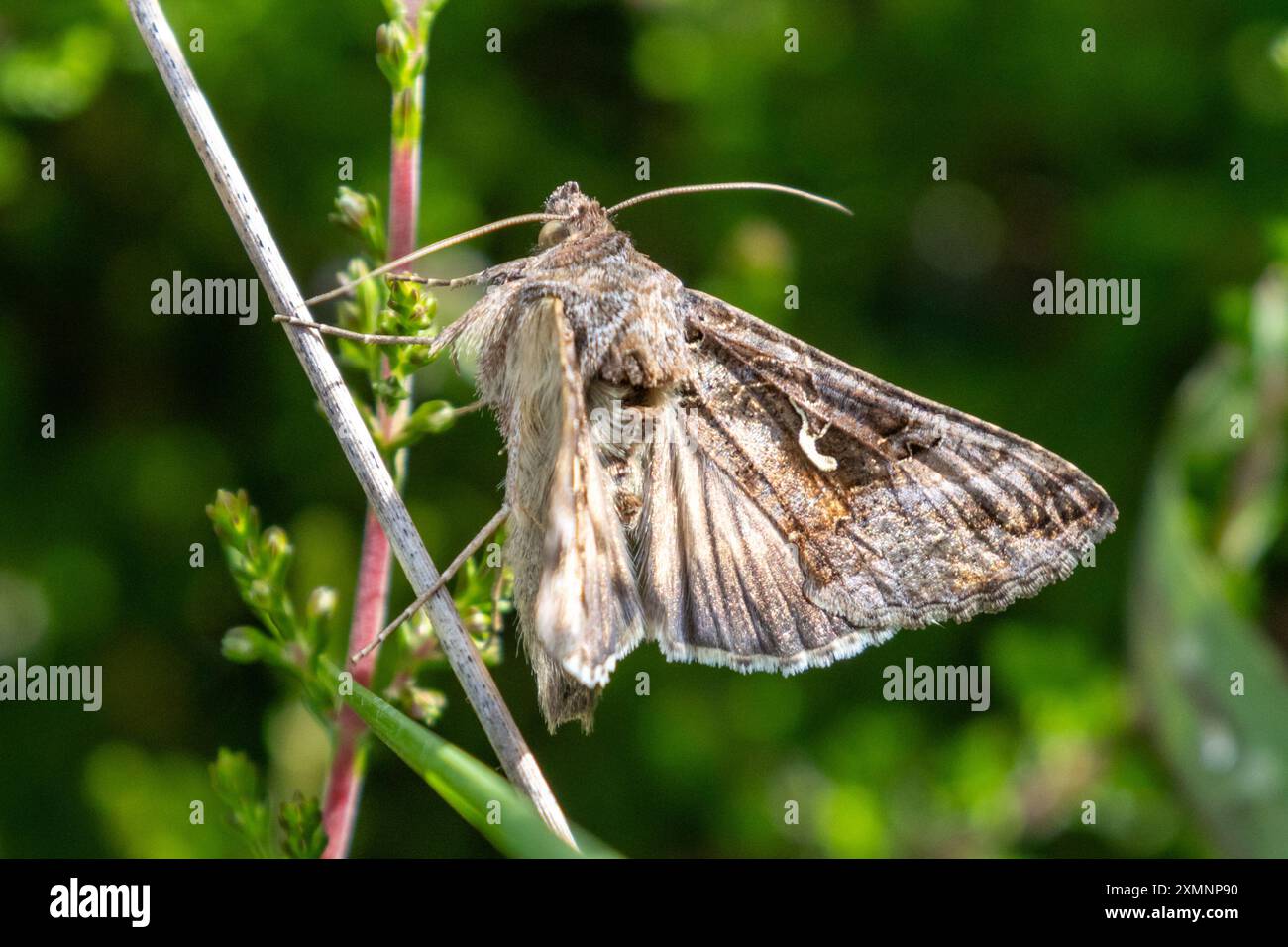 Silver Y moth, Autographa gamma, Sussex, Regno Unito Foto Stock