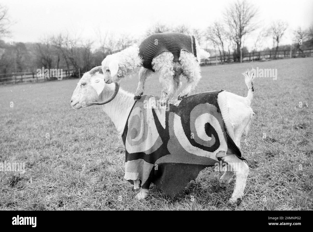 Goats in Jumpers 13 febbraio 1995 foto di Roger Bamber Foto Stock
