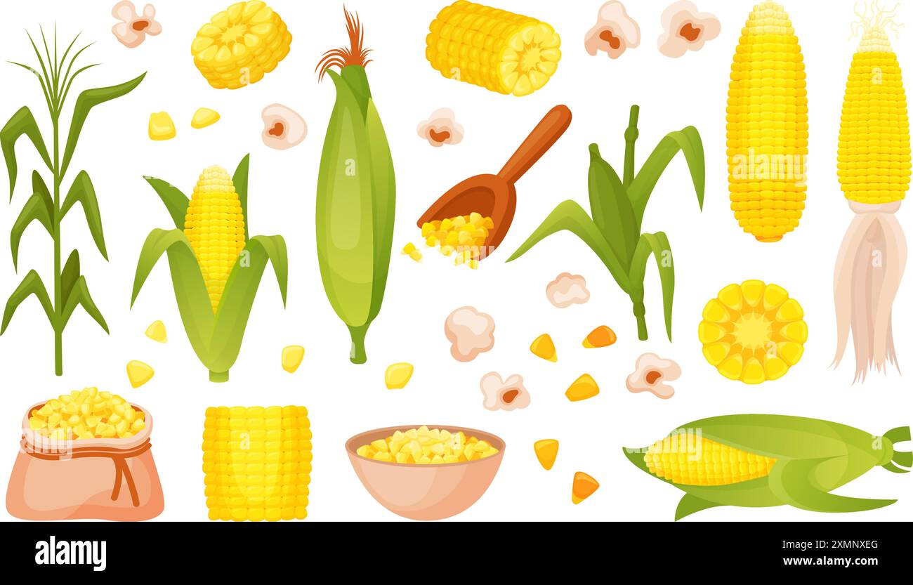 Piante di mais. Spikelets granaglie pannocchie e grani. Prodotto del mercato agricolo, elementi agricoli. Vendemmia cruda stagionale, clipart cartoni animati vettoriali neoterici alimentari Illustrazione Vettoriale