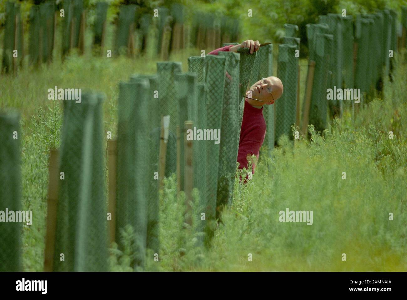 Un artista che crea un viale di 187 alberi di tasso come artista dal vivo l'artista polacco Lukasz Skapski organizza una copertura protettiva sul suo viale di 187 alberi di tasso via Lucem Continens Latin for Avenue contenente la luce nel King Wood Challock nr Canterbury . Il viale lungo 173 metri fa parte di Light Works una serie di quattro mostre intorno al Kent realizzate dall'artista commissionate dallo Stour Valley Art Project The avenue of the Slow Growing Yew non dovrebbe essere efficace per almeno 30 anni 9 giugno 2000 Picture di Roger Bamber - Foto Stock