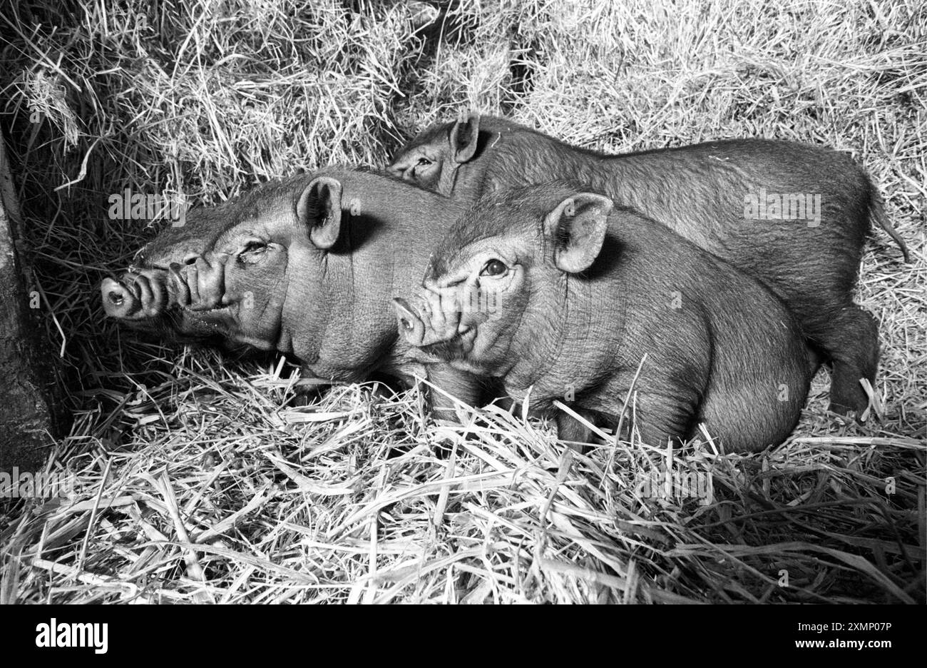 Vietnamita Pot Bellied Pigs Foto Stock