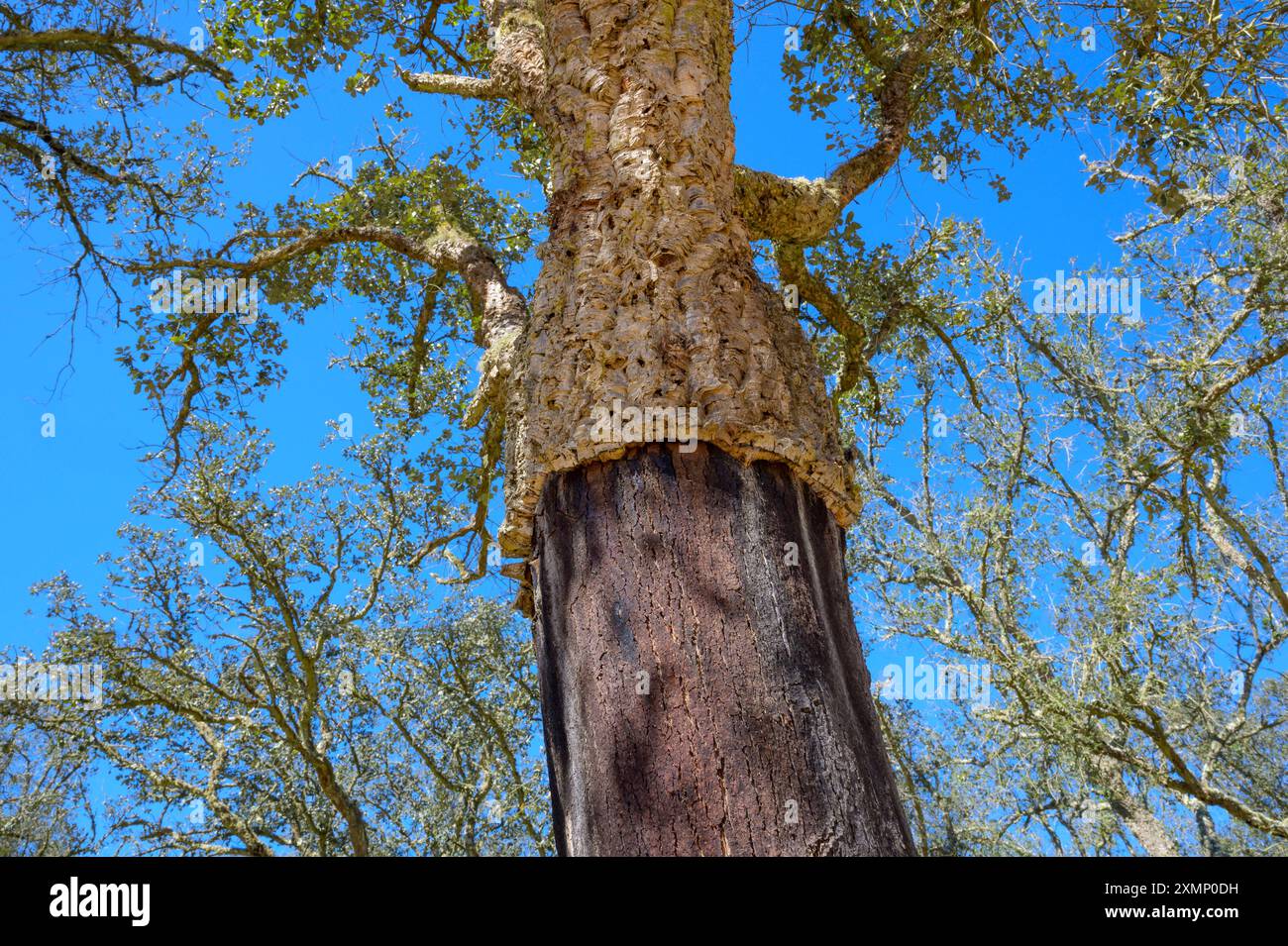 Quercia da sughero (Quercus suber) con il suo tronco privato della corteccia, Portogallo Foto Stock