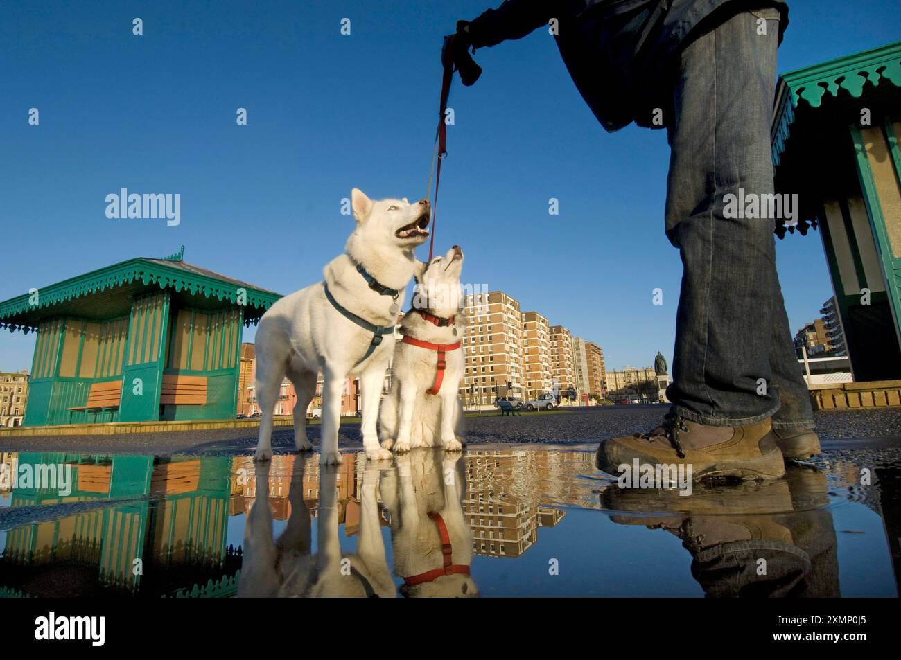 Foto di Roger Bamber : 17 dicembre 2008 : Promenade Dogs... Gli Husky siberiani, Patch e Snowy, ( fratello e sorella ), vanno a fare una passeggiata con il loro proprietario Duncan Hedges sul lungomare di Brighton e Hove. Foto Stock