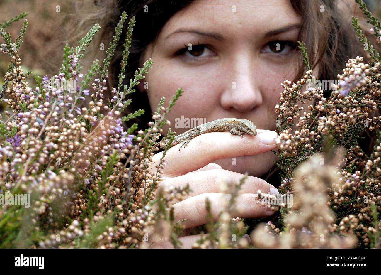 Foto di Roger Bamber:18 ottobre 2002: L'ambientalista Liz Wood (24) introduce una delle 60 lucertole comuni (Lacerta Vivipara) a erica nella sua nuova casa di brughiera a Southern Waters Powdermill Reservoir Wood, vicino a Hastings, East Sussex. I rettili sono stati resi senzatetto dalla costruzione di un nuovo sviluppo abitativo e sono stati reinsediati in quattro ettari di brughiera ripristinata come habitat naturale da Southern Water. Saranno raggiunti da altri 500 l'anno prossimo. Foto Stock