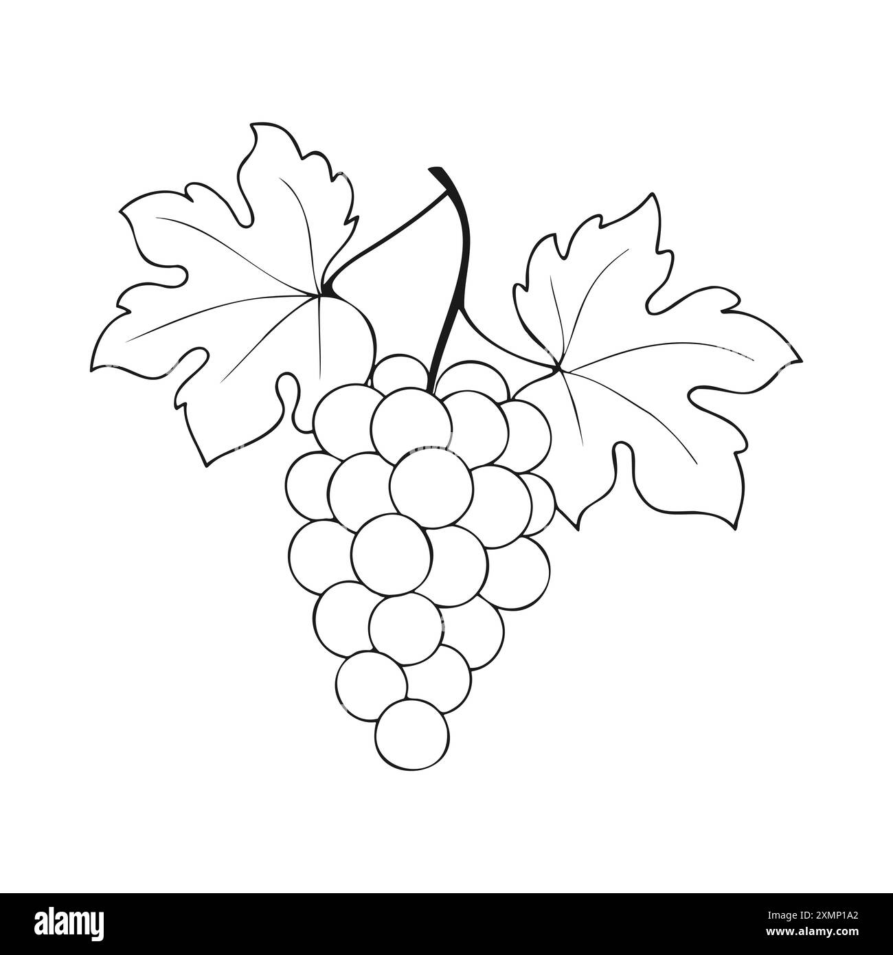 Disegno dei contorni del grappolo d'uva, etichetta del vino, icona, logo. Isolato su sfondo bianco. Illustrazione vettoriale Illustrazione Vettoriale