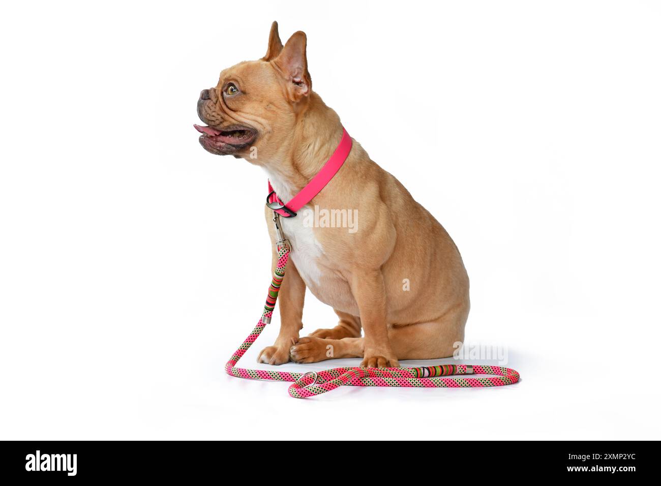 Bulldog francese con colletto rosa e guinzaglio in corda su sfondo bianco Foto Stock