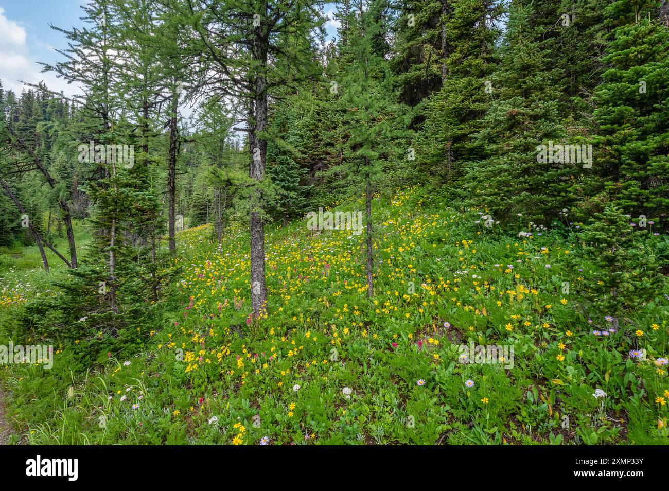 Fiori selvatici in fiore sul fondo della foresta al Sunshine Meadows al Mount Assiniboine Provincial Park, British Columbia, Canada Foto Stock