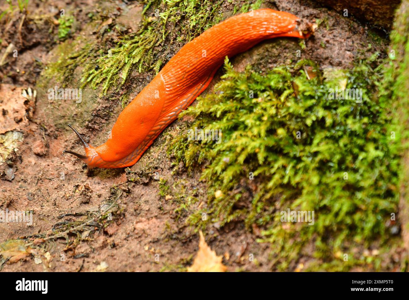 Lumaca d'arancia lumaca animali macro fauna selvatica foresta natura primo piano colorato. Foto di alta qualità Foto Stock