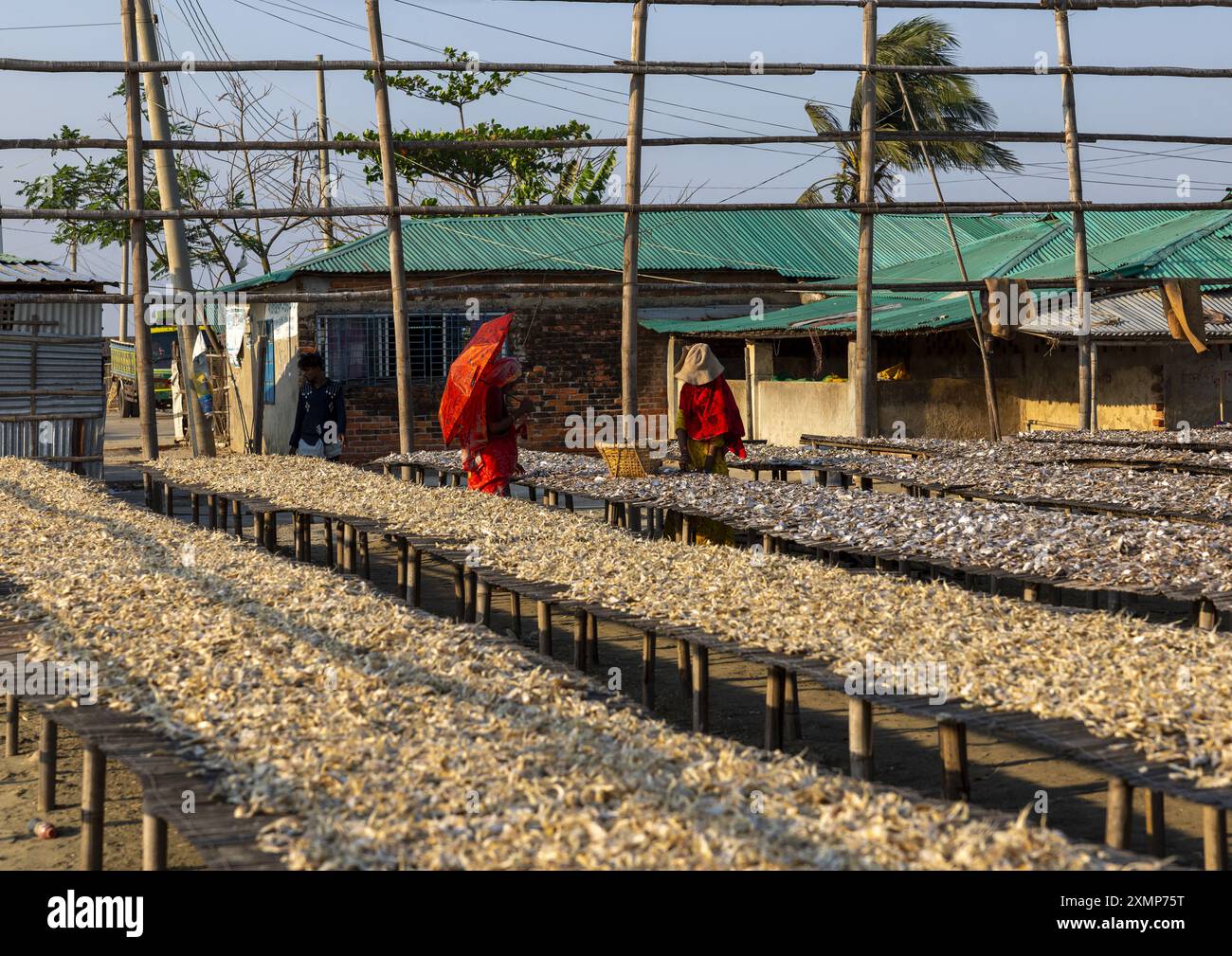 I lavoratori preparavano il pesce per asciugarsi al sole, la divisione Chittagong, il Cox's Bazar Sadar, Bangladesh Foto Stock