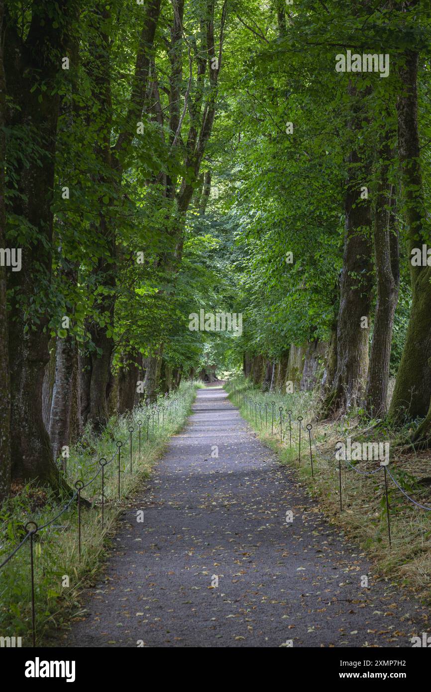 Avenue of Trees in Saltram House Gardens, Saltram, Plympton, Plymouth, Devon, Inghilterra, Regno Unito Foto Stock