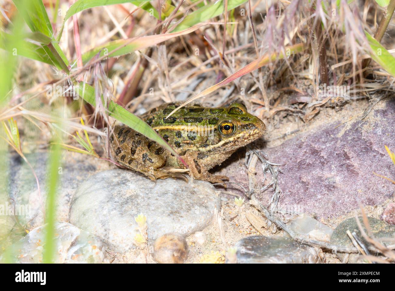 Una rana leopardo settentrionale (Lithobates piens) è arroccata tra rocce e erba nel suo habitat naturale in Colorado. Foto Stock