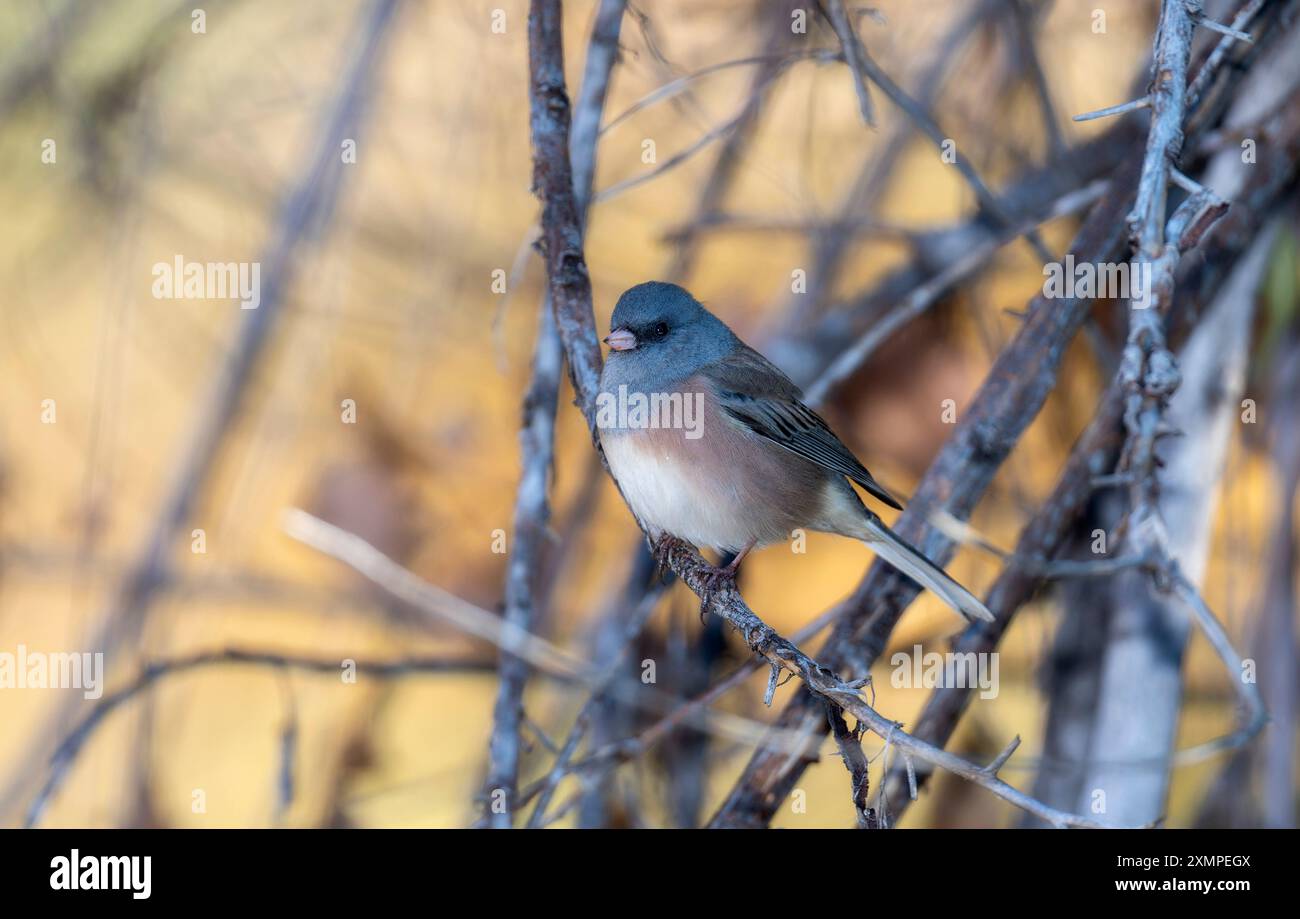 Uno junco con i lati rosa è appollaiato tranquillamente su un ramo sottile; circondato da ramoscelli intrecciati e fogliame Foto Stock