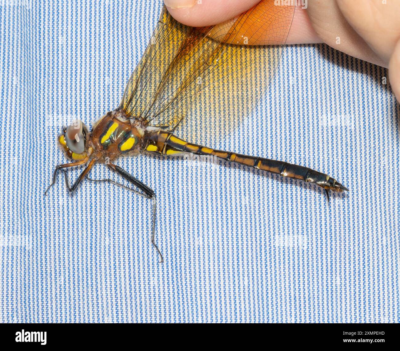 Una persona tiene delicatamente una libellula di Plains Emerald (Somatochlora ensigera) Foto Stock