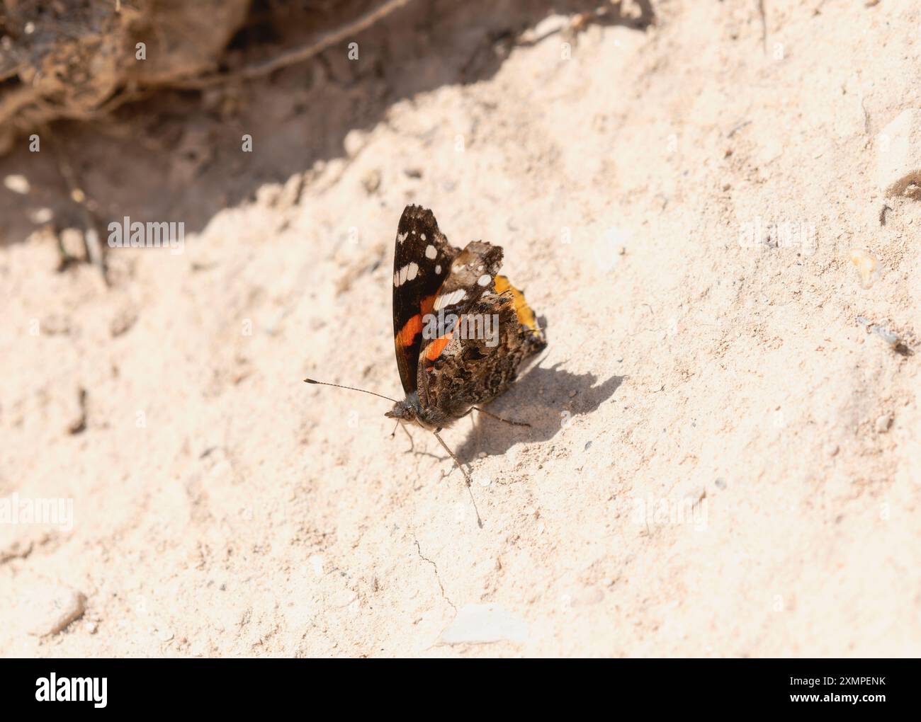 Una farfalla Red Admiral, scientificamente conosciuta come Vanessa atalanta, è arroccata su una superficie sabbiosa in Colorado. Foto Stock