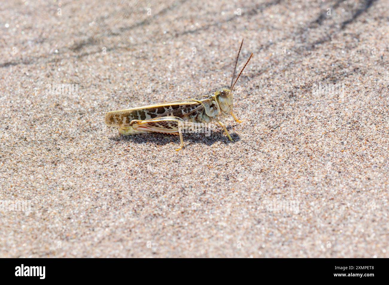 Una vibrante cavalletta rossa (Xanthippus corallipesz) si muove sulla superficie sabbiosa del Colorado Foto Stock