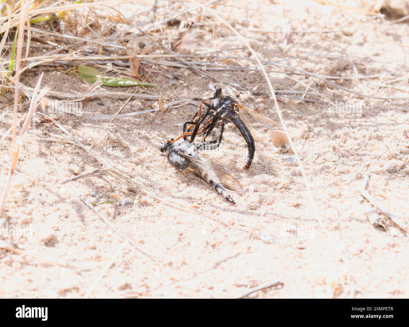 Un paio di mosche rapinatrici del genere Stenopogon e Promachus possono essere viste combattere l'una contro l'altra in Colorado. Foto Stock