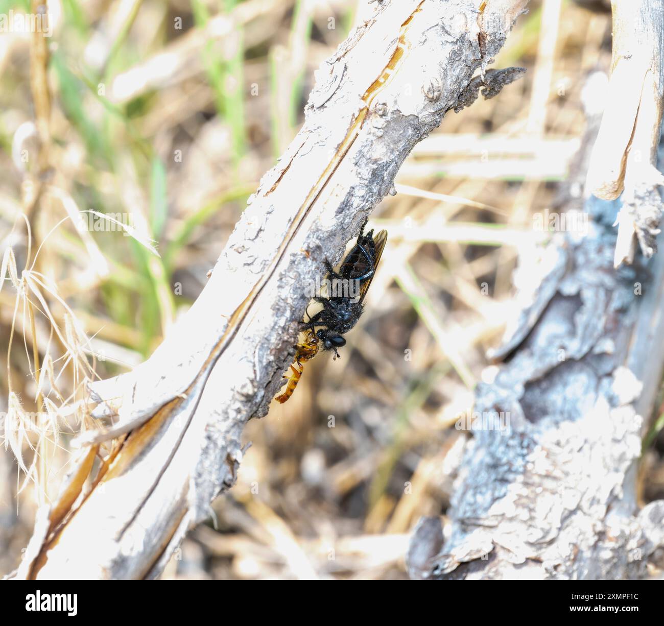 Una mosca rapinatrice del genere Pogonosoma con prede arroccate su ramoscelli in un paesaggio del Colorado. Foto Stock