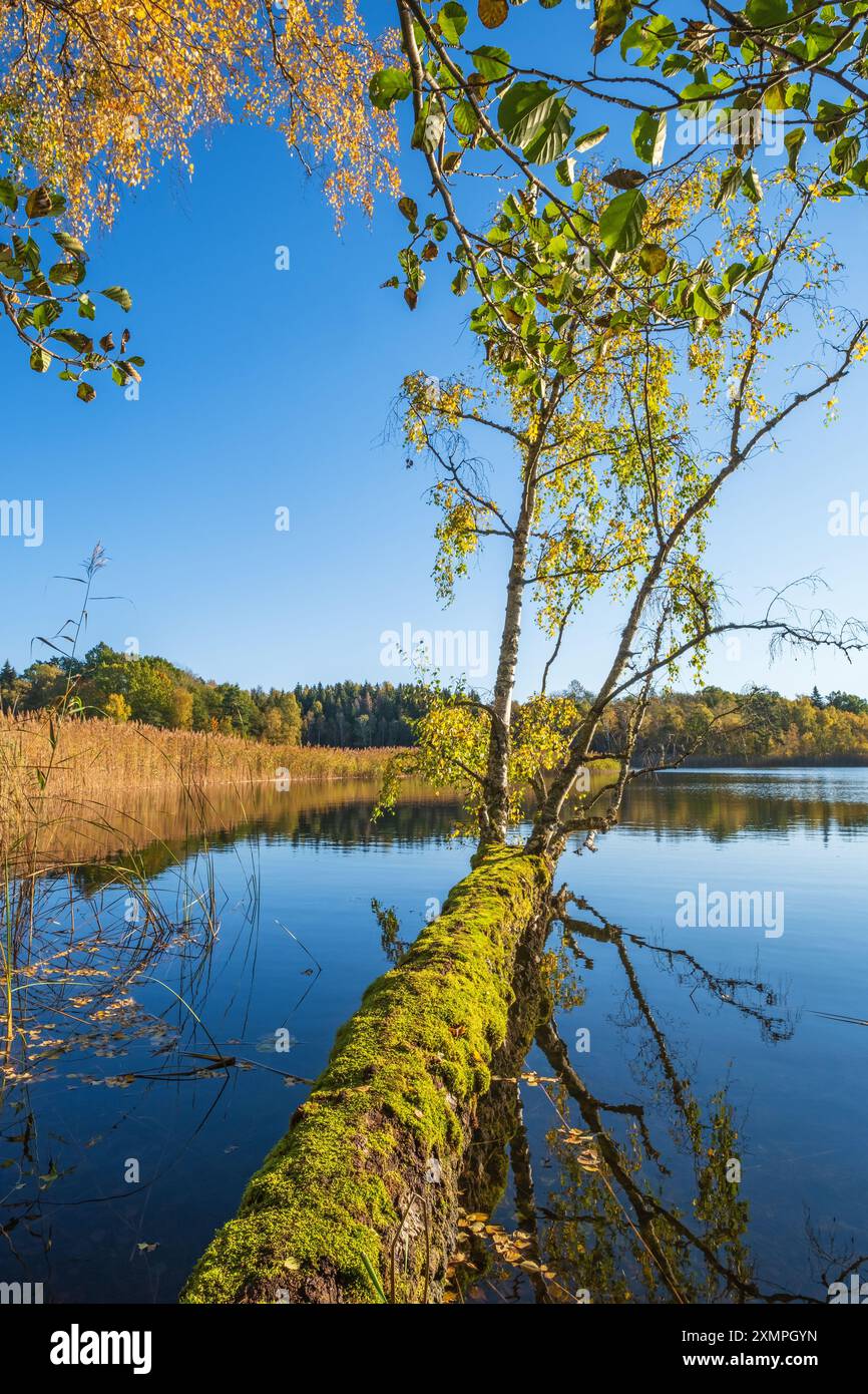 Lago in autunno con un tronco di alberi in pendenza Foto Stock