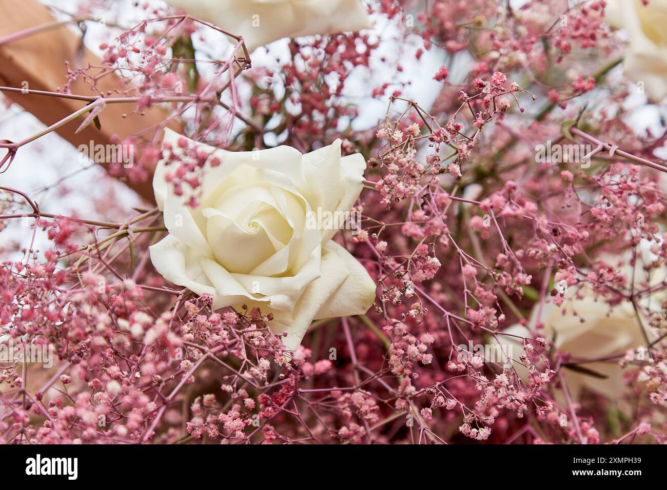 Composizione floreale artistica con colori contrastanti. Design creativo e arte ispirata alla natura Foto Stock