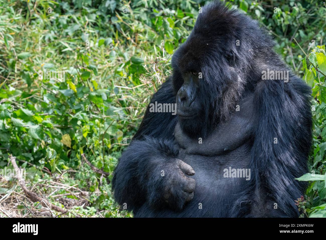 Ruanda, Parco Nazionale dei Vulcani. Gorilla di montagna (Gorilla beringei beringei) gruppo della famiglia Amahoro, silverback. Foto Stock