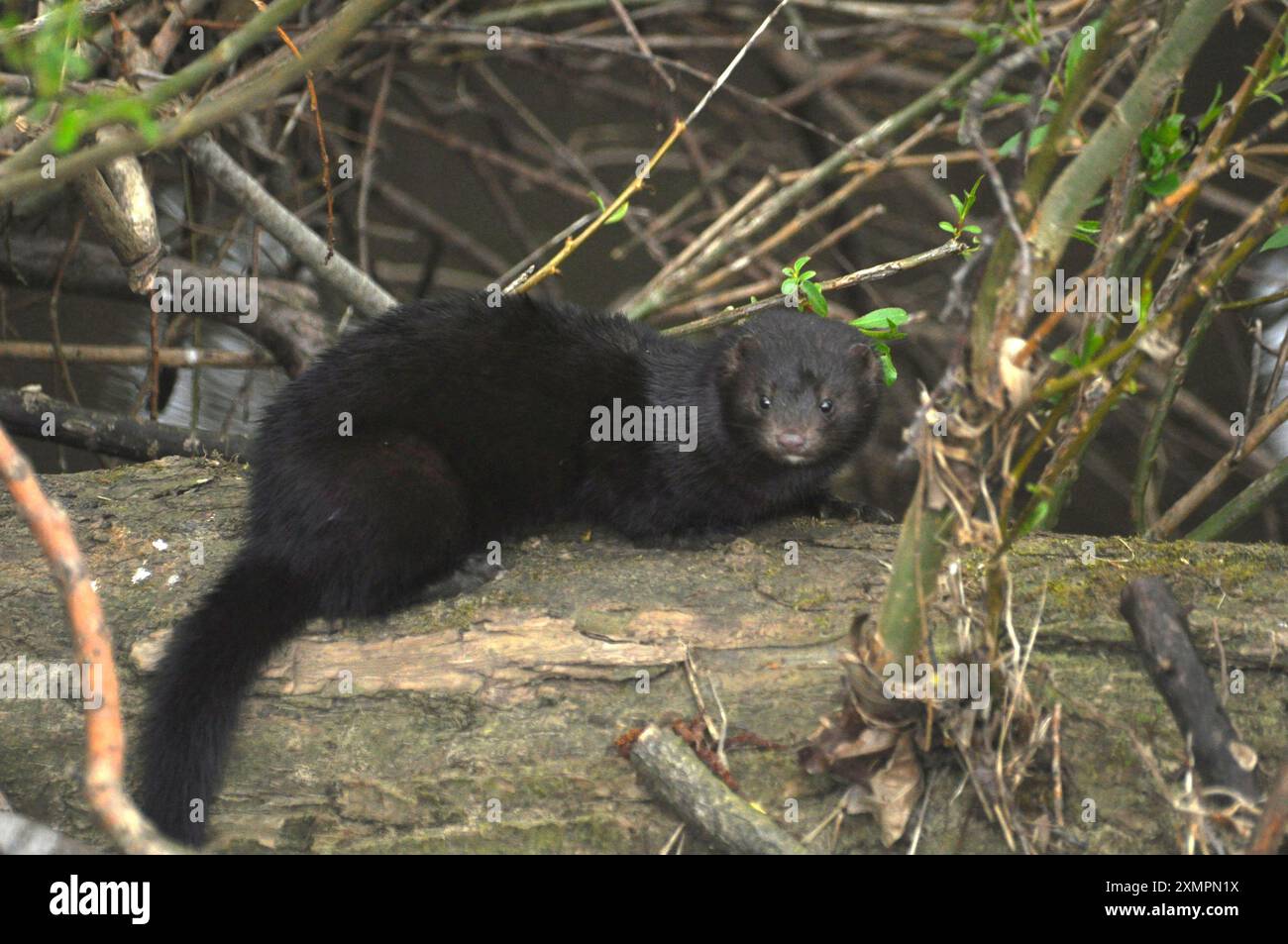 Il visone americano, 'Neovison vison' fuggito o intenzionalmente liberato dalle fattorie di pellicce negli anni '1960, il visone americano è ormai ben stabilito nel Regno Unito. Il suo c Foto Stock