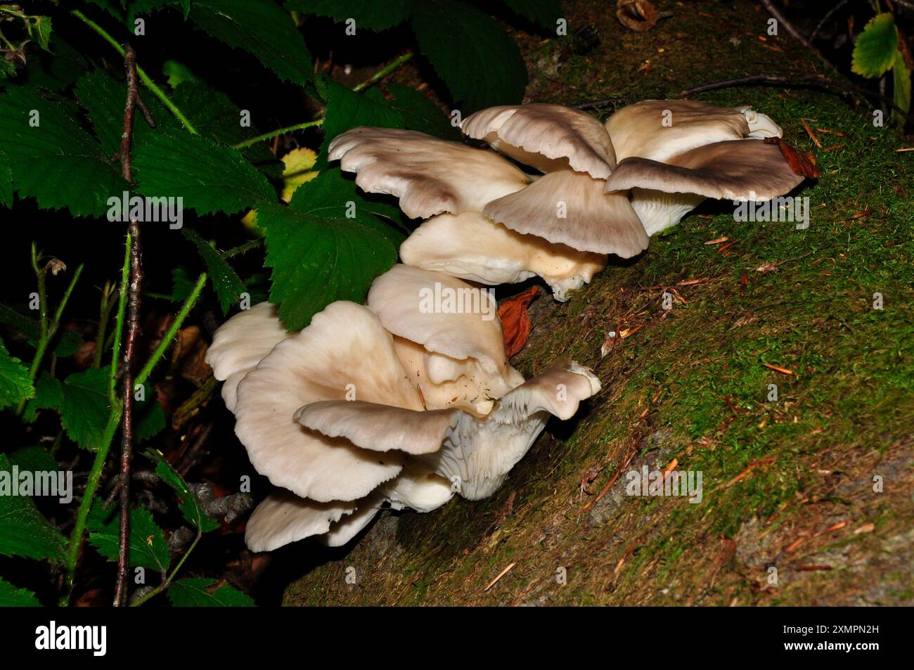 Pantofole morbide Toadstool, 'Crepidotus mollis' è un fungo a ventaglio. Cresce su alberi falllen deciduios alla fine dell'estate e dell'autunno. Diffuso in tutto il t Foto Stock
