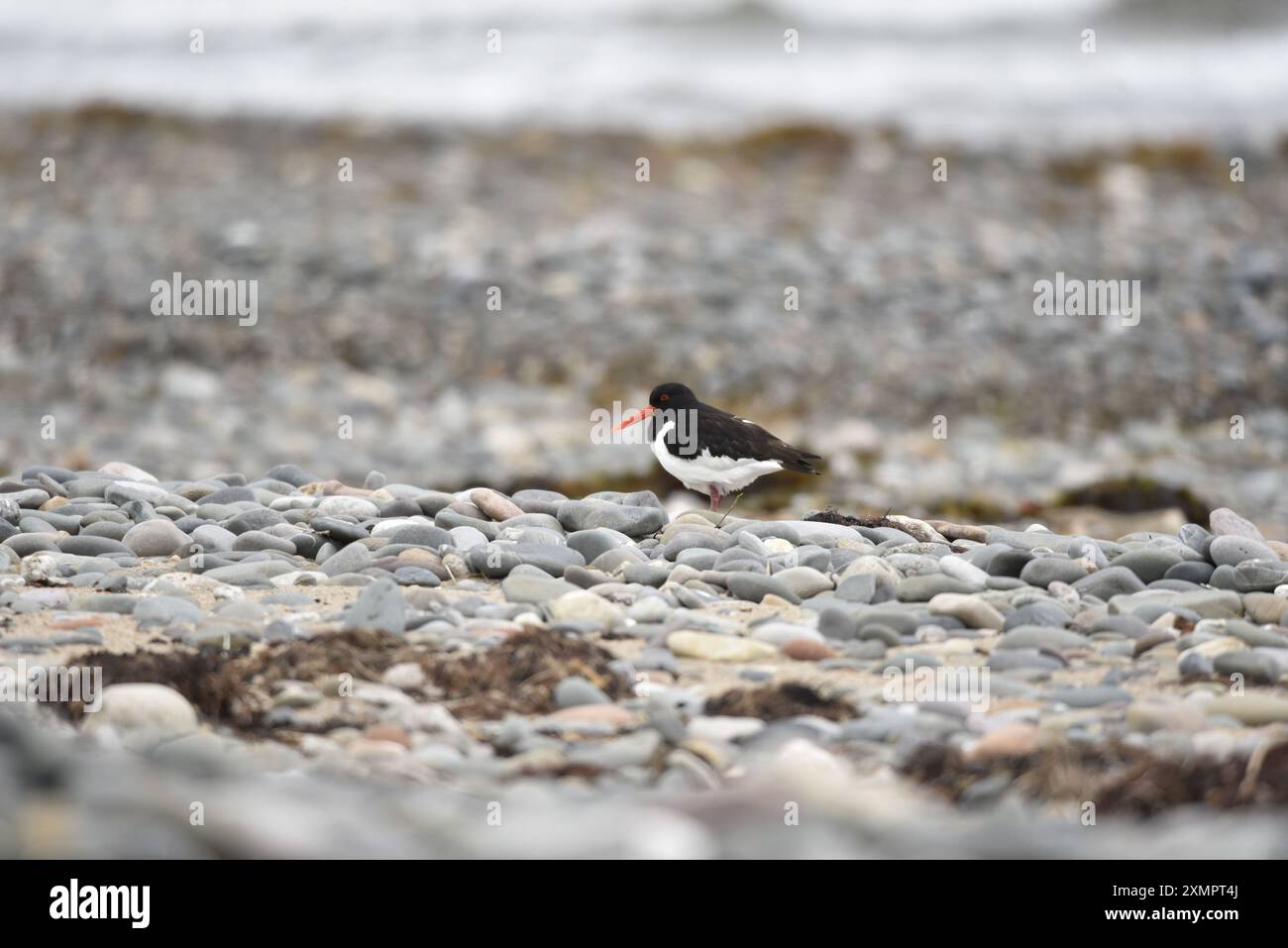 Oystercatcher eurasiatico (Haematopus ostralegus) camminando al livello degli occhi, da destra a sinistra lungo una spiaggia di ghiaia sull'Isola di Man, Regno Unito in estate Foto Stock