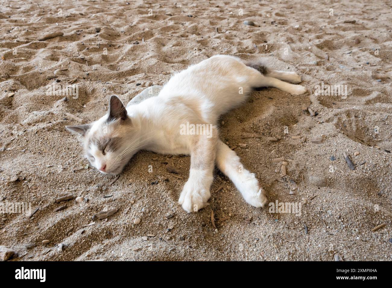 Sleeping Cat su Sandy Ground Foto Stock
