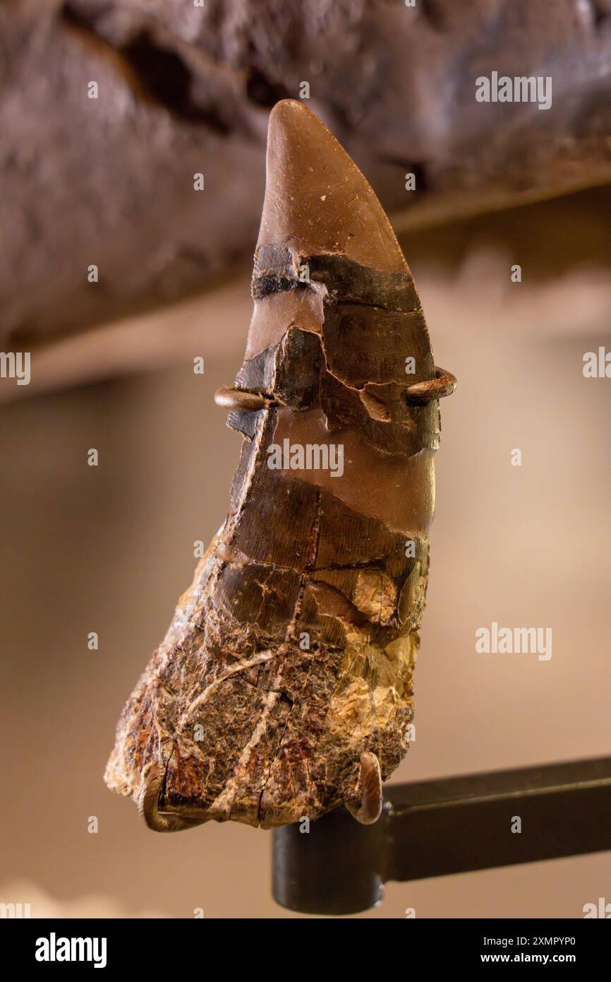 Dente parzialmente ricostruito di un Tyrannosaurus rex carnivoro nel Museo di storia naturale dello Utah, Salt Lake City, Utah. Foto Stock