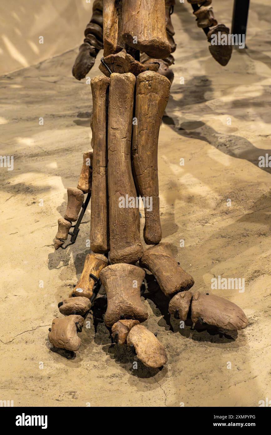 Dettaglio del piede di uno scheletro di Gryposaurus monumentensis, un dinosauro a becco d'anatra, nel Museo di storia naturale dello Utah, Salt Lake City, Utah. Foto Stock