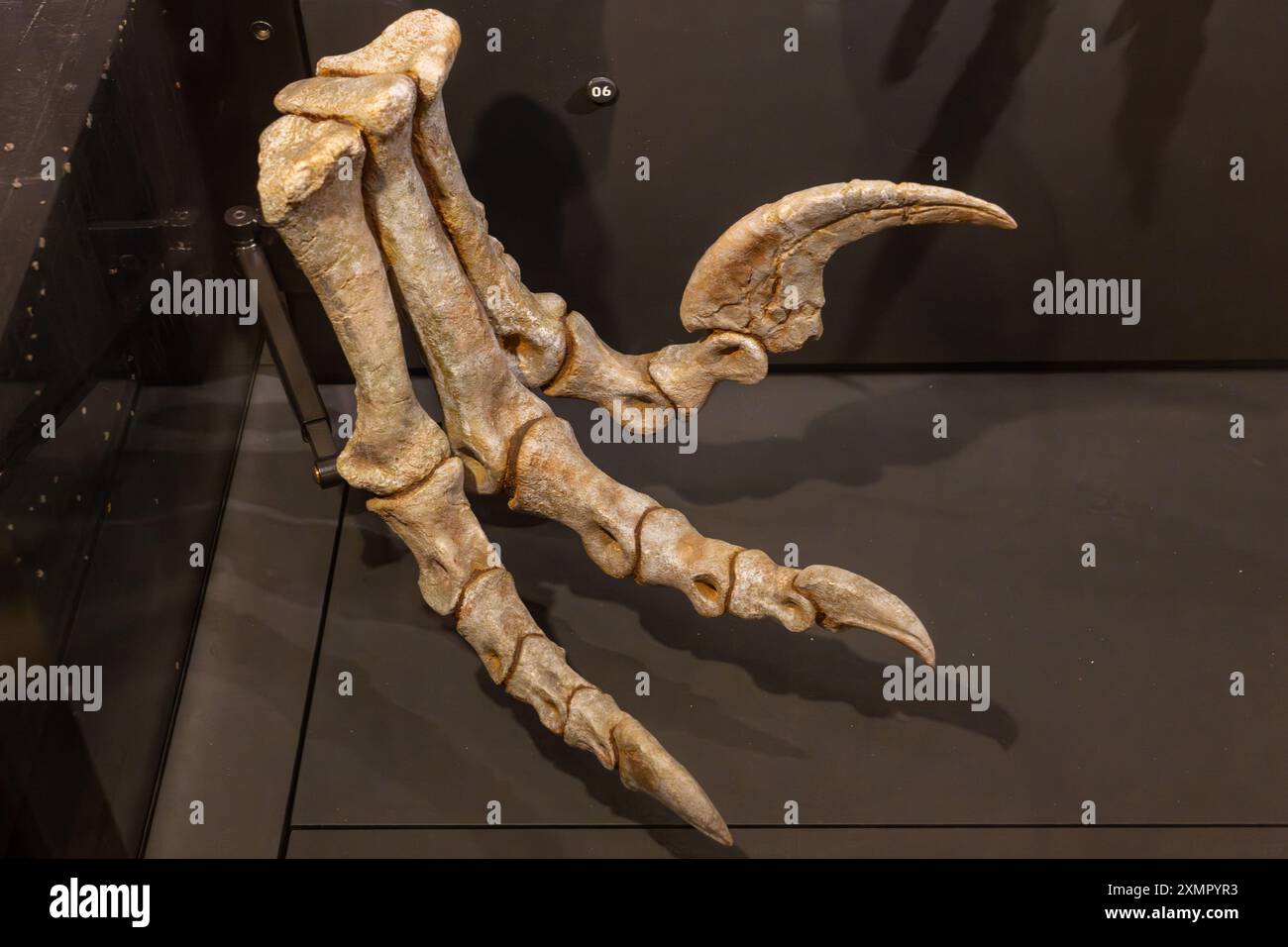 Scheletro dei piedi di Utahraptor ostrommaysorum, un dinosauro dromaeosauride, nel Museo di storia naturale dello Utah, Salt Lake City, Utah. Foto Stock