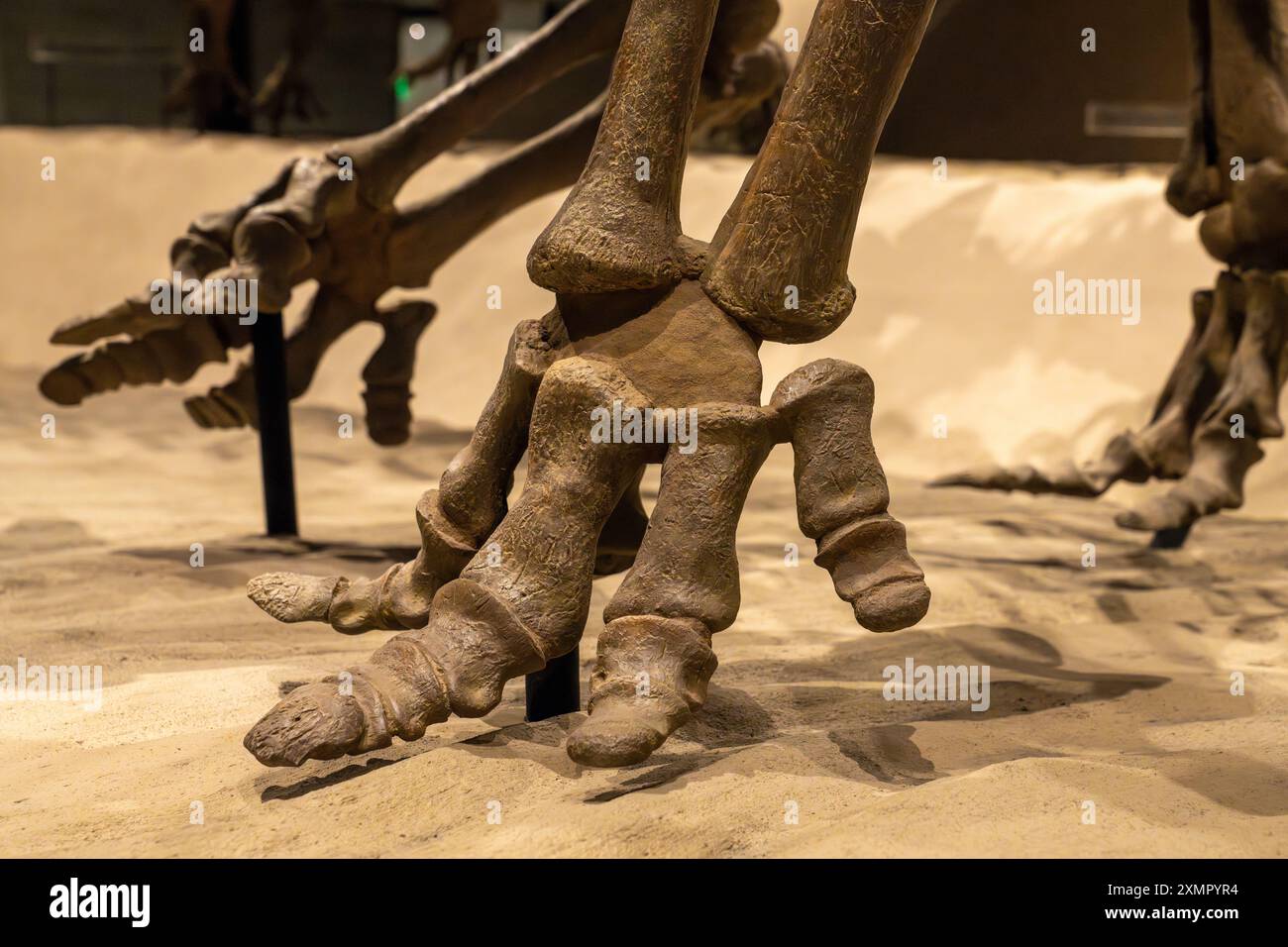 Dettaglio del piede di un Utahceratops gettyi, un dinosauro ceratopside, nel Museo di storia naturale dello Utah, Salt Lake City, Utah. Foto Stock