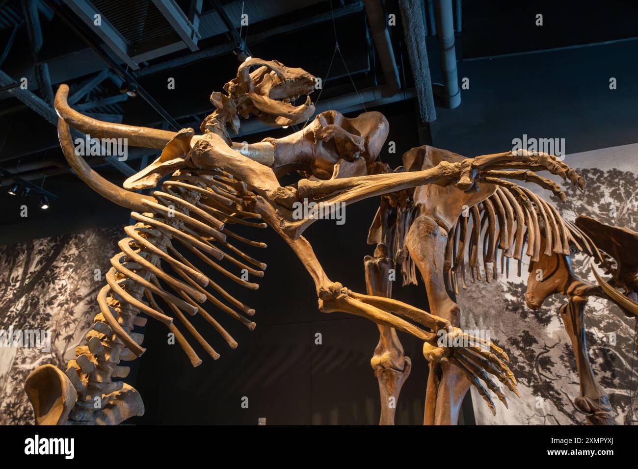 Scheletro di un orso dalla faccia corta, Arctodus simus, nel Museo di storia naturale dello Utah, Salt Lake City, Utah. Dietro c'è un mammut colombiano. Foto Stock