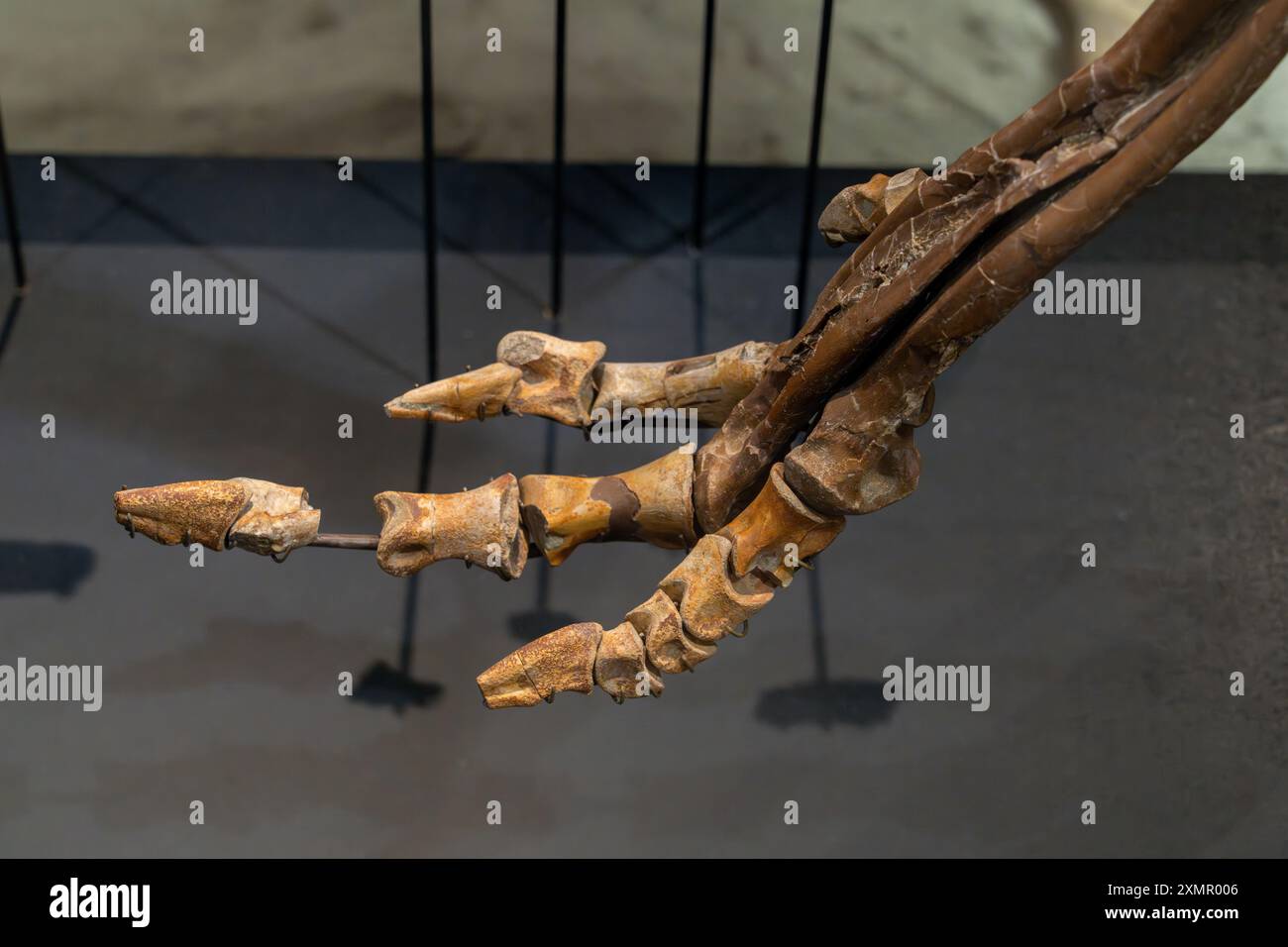 Ossa del piede di un ornitomide o di un dinosauro simile allo struzzo nel Museo di storia naturale dello Utah, Salt Lake City, Utah. Foto Stock