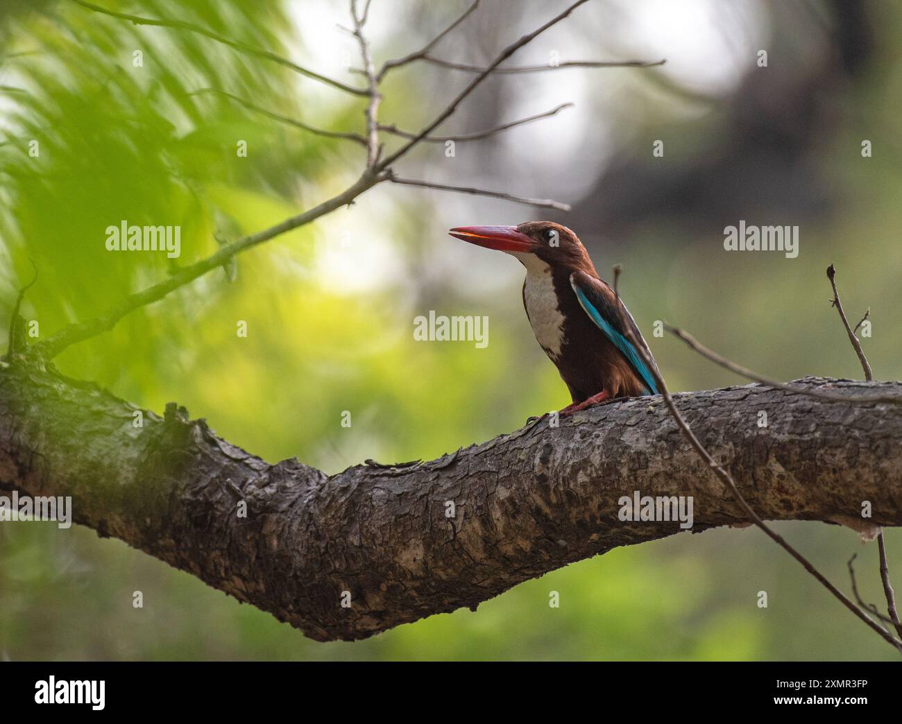 Uccello kingfisher dalla gola bianca Foto Stock