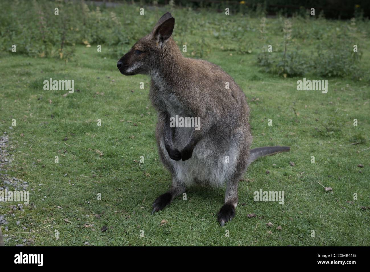 Un wallaby dal collo rosso al Thorp Perrow Arboretum Foto Stock