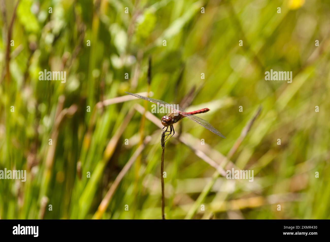 La libellula darter comune (Sympetrum striolatum) che poggia su una pianta acquatica sul bordo di uno stagno nella campagna dell'Essex nel Regno Unito. Foto Stock