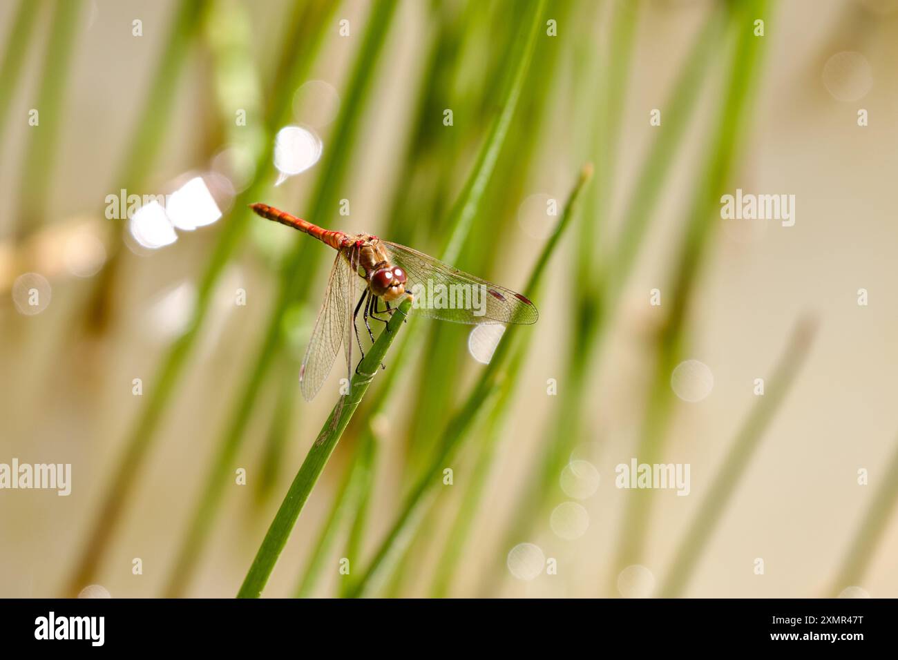 La libellula darter comune (Sympetrum striolatum) che poggia su una pianta acquatica sul bordo di uno stagno nella campagna dell'Essex nel Regno Unito. Foto Stock