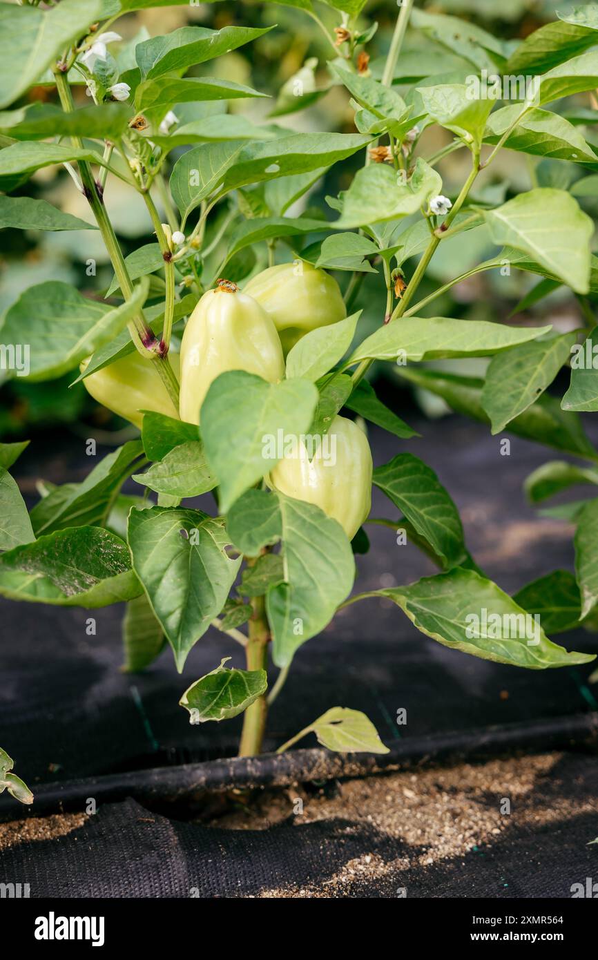 Pianta di peperone con peperoni maturi in serra Foto Stock