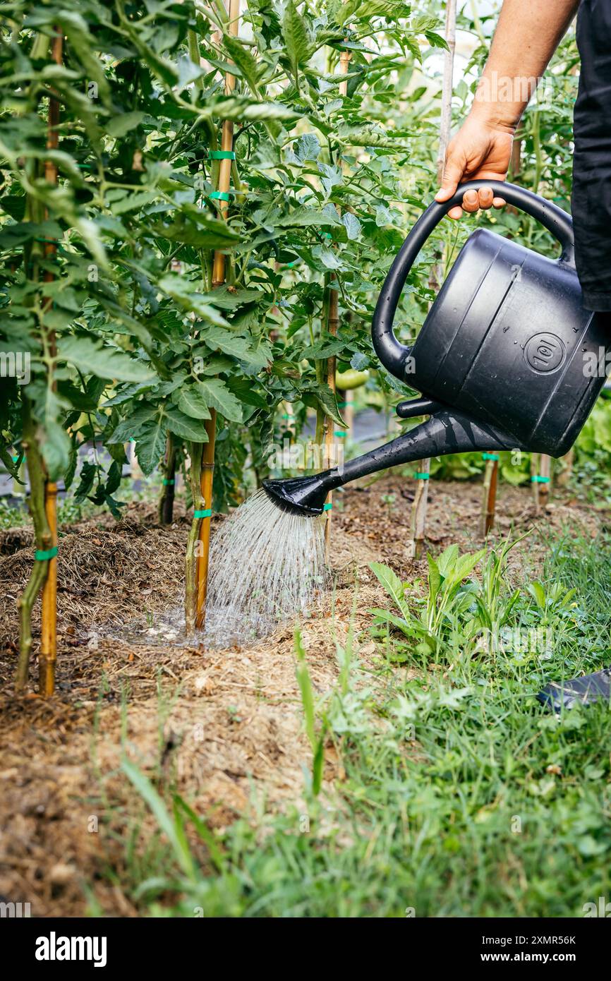 Innaffiare la pianta di peperoncino verde con annaffiatoio in plastica da 10 litri Foto Stock
