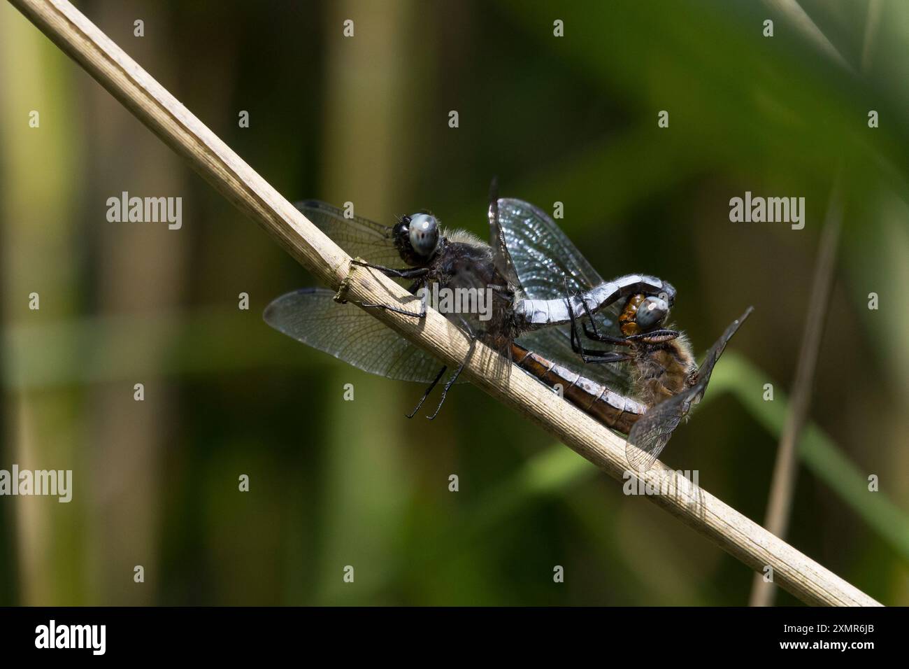 Spitzenfleck, Spitzenfleck-Libelle, Paarung, Paar, Pärchen, Kopulation, Kopula, Libellula fulva, scarso Chaser dragonfly, scarso libellula, scarso cha Foto Stock