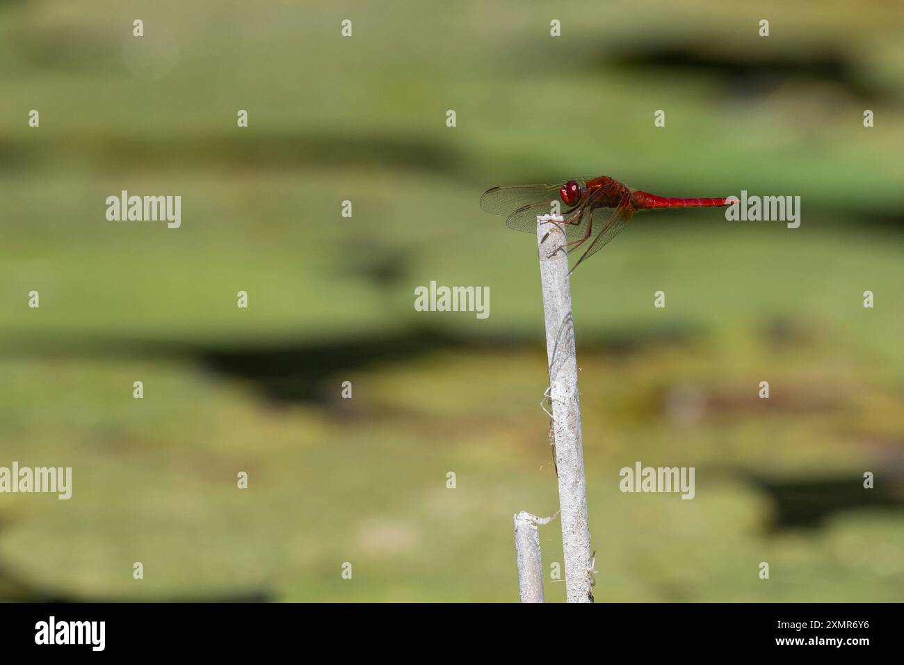 Feuerlibelle, Männchen, Westliche Feuerlibelle, Feuer-Libelle, Crocothemis erythraea, Croccothemis erythraea, Broad Scarlet, Common Scarlet-darter, SC Foto Stock