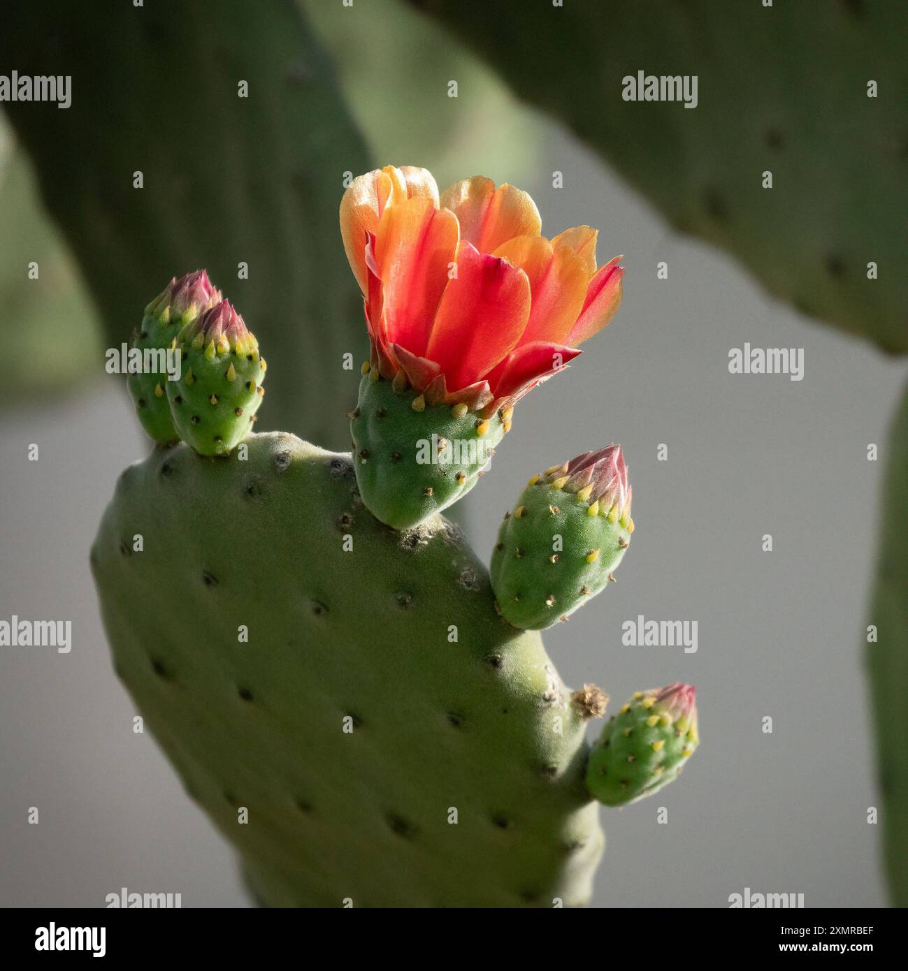 Un cactus completamente aperto, con pochi esemplari in erba, su una foglia di fico d'India in una giornata di sole. Foto Stock