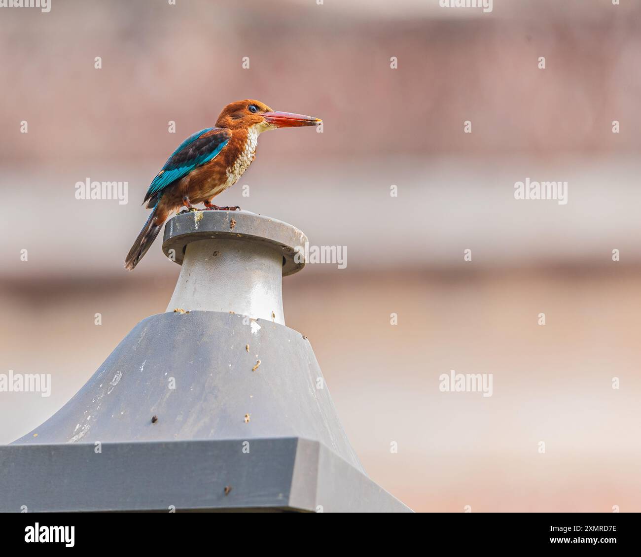 Un kingfisher dalla gola bianca che riposa su un sondaggio Foto Stock